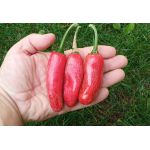 Jalapeno Goliath