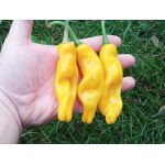 Peter Penis Pepper Yellow