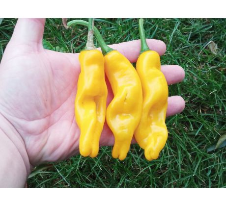 Peter Penis Pepper Yellow