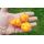 Scoth Bonnet Yellow
