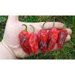Pimenta Chris Fat