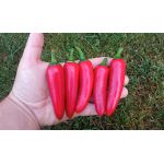 Jalapeno Mammoth