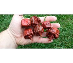 Carolina Reaper Chocolate