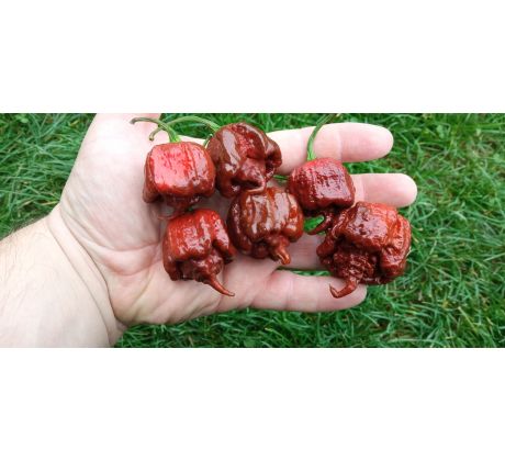 Carolina Reaper Chocolate