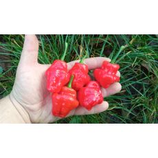 Jamaican Red
