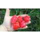 Jamaican Red