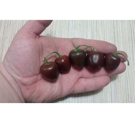 Mini Rocoto Brown