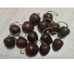 Mini Rocoto Brown