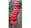 Red Peter Penis Pepper