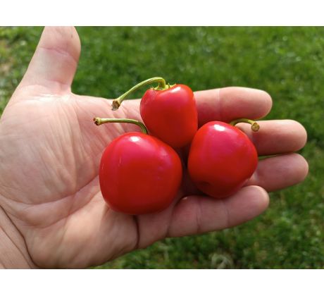 Rocoto Peron
