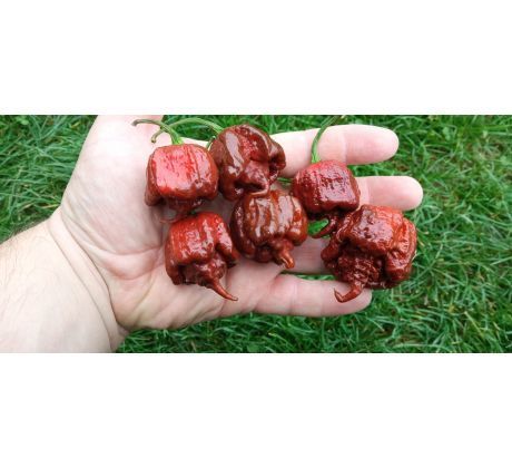 Sazenice Carolina Reaper Chocolate