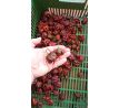 Sazenice Carolina Reaper Chocolate
