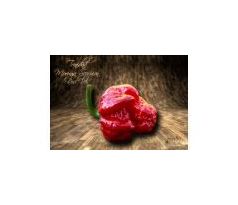 Sazenice Trinidad Moruga Scorpion Red UV