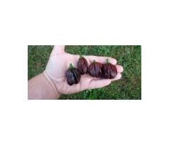 Sazenice Black Habanero