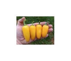 Sazenice Jalapeno Lemon Spice