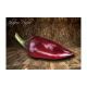 Sazenice Jalapeno Purple