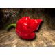 Trinidad Scorpion Butch T