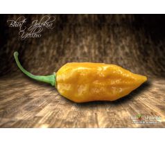 Bhut Jolokia Yellow