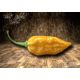 Bhut Jolokia Yellow