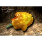 Squash Jamaican Yellow