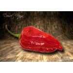 Dorset Naga