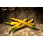 Cayenne Yellow