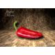 Jalapeno Chichimeca