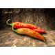 Cajamarca Chilli