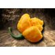 Trinidad Moruga Scorpion Yellow