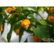 Trinidad Moruga Scorpion Yellow