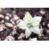 Black Scorpion Tongue