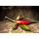 Orozco Chilli