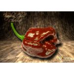 Brazilian Ghost Chocolate