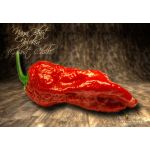 Naga Bhut Jolokia (Ghost Chilli)