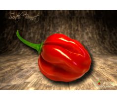 Scotch Bonnet