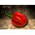 Scotch Bonnet