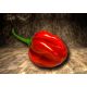 Scotch Bonnet