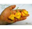 Trinidad Moruga Scorpion Yellow