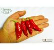 Cajamarca Chilli