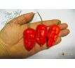 Naga Bhut Jolokia (Ghost Chilli)